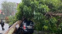 -03-pks-desak-pemko-tanjungpinang-lakukan-peremajaan-pohon-pinggir-jalan-antisipasi-kecelakaan-2